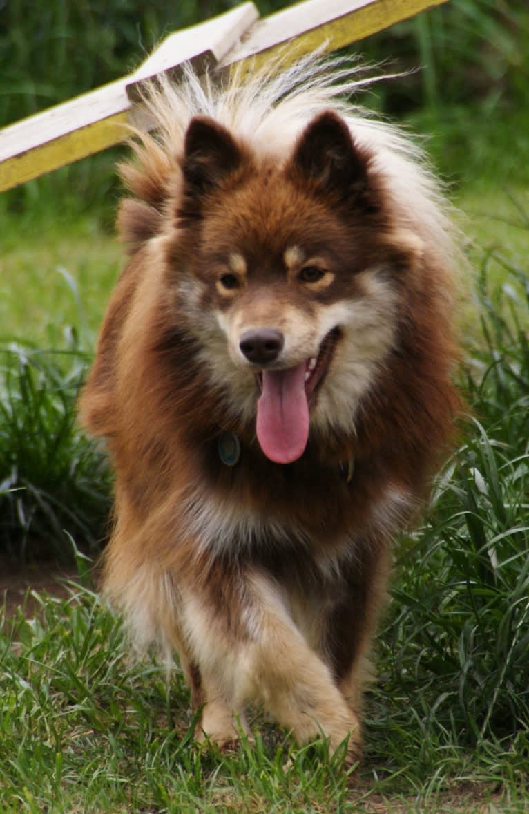 Noisette, a Finnish Lapphund tested with EmbarkVet.com
