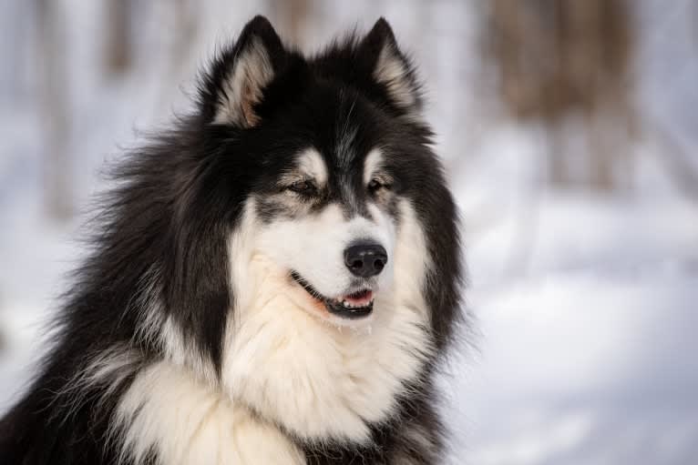 Nuvik, a Siberian Husky and Samoyed mix tested with EmbarkVet.com