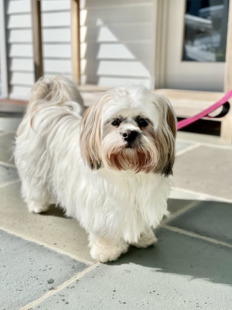 Zoe, a Lhasa Apso tested with EmbarkVet.com