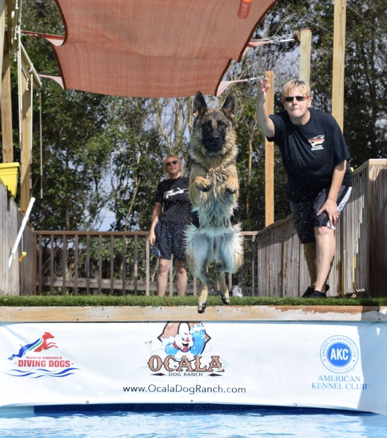 Kyla, a German Shepherd Dog tested with EmbarkVet.com