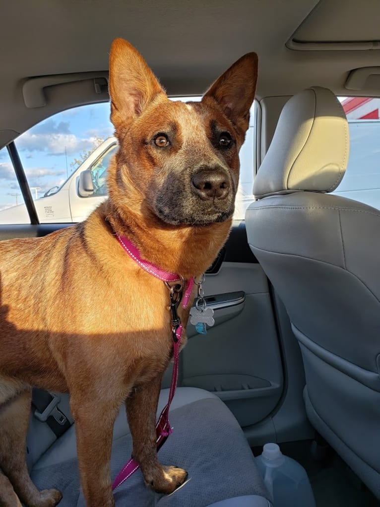 Delta, an Australian Cattle Dog tested with EmbarkVet.com
