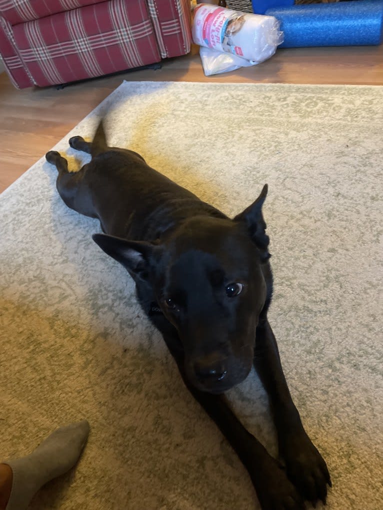 Dowdy, an American Pit Bull Terrier and Chow Chow mix tested with EmbarkVet.com