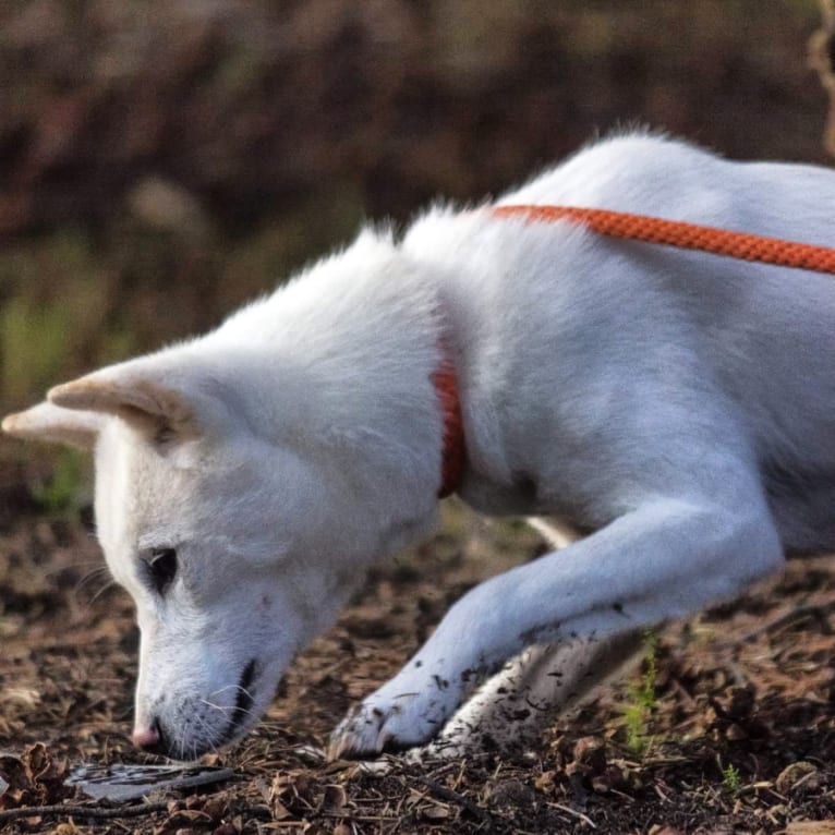 Reiko, a Kishu Ken tested with EmbarkVet.com