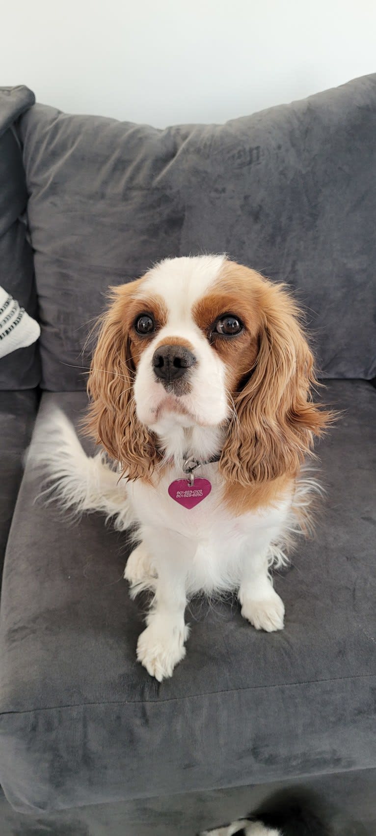 Goldie, a Cavalier King Charles Spaniel tested with EmbarkVet.com