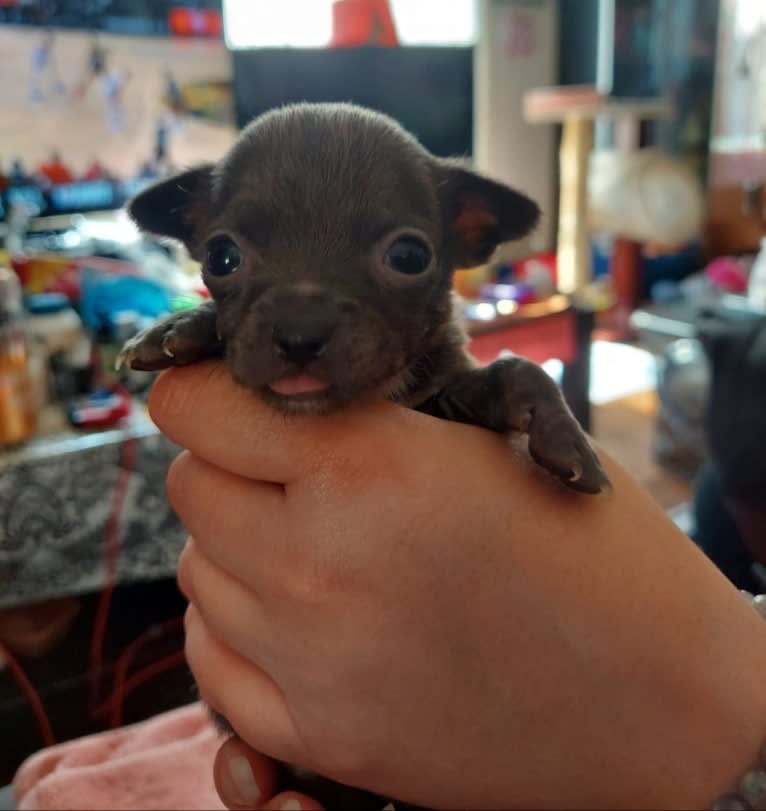 Barry, a Chihuahua and Poodle (Small) mix tested with EmbarkVet.com