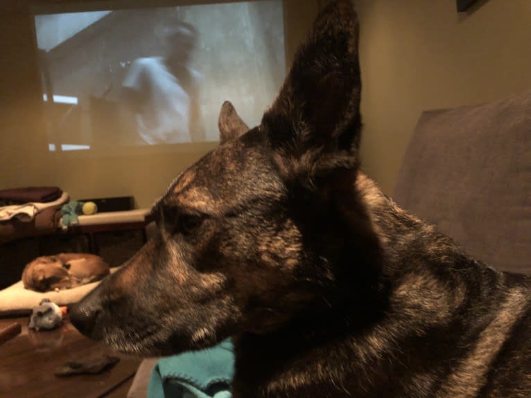 Ellie, a German Shepherd Dog and Belgian Malinois mix tested with EmbarkVet.com