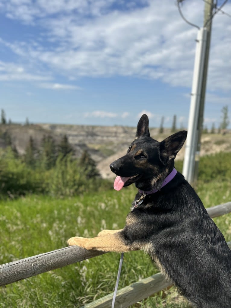 Dino, a German Shepherd Dog tested with EmbarkVet.com