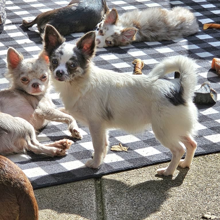 Melrose, a Chihuahua tested with EmbarkVet.com