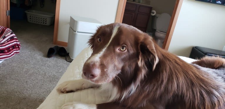 Chili, a Border Collie and English Springer Spaniel mix tested with EmbarkVet.com