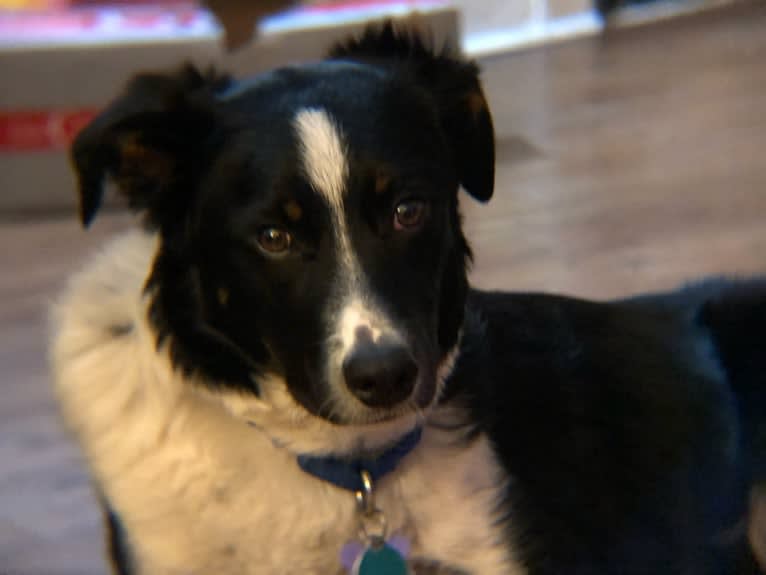 Saint, an Australian Shepherd and Australian Cattle Dog mix tested with EmbarkVet.com