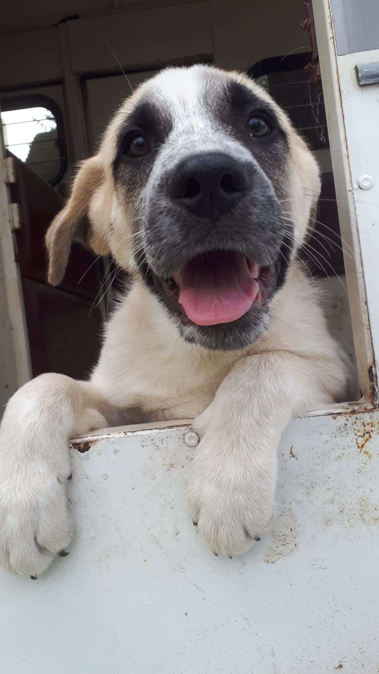 Marley, a Great Pyrenees and Australian Cattle Dog mix tested with EmbarkVet.com