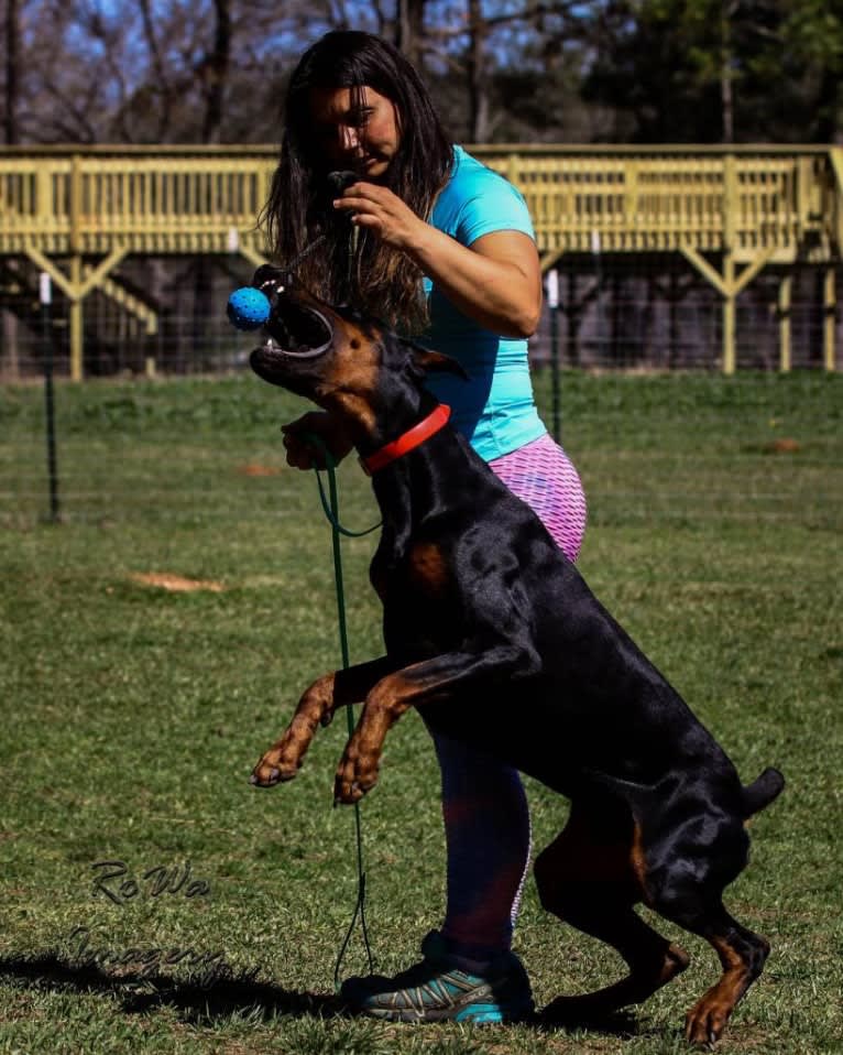 Duke, a Doberman Pinscher tested with EmbarkVet.com