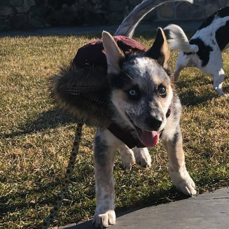 Flora, an Australian Cattle Dog and Siberian Husky mix tested with EmbarkVet.com