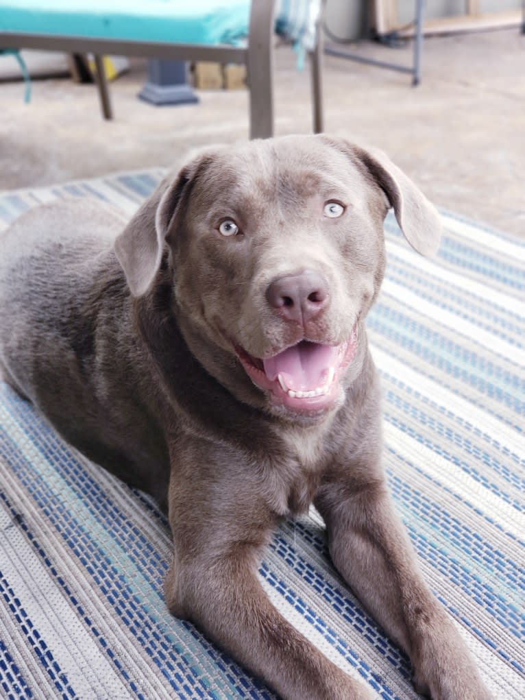 Jordy, a Labrador Retriever tested with EmbarkVet.com