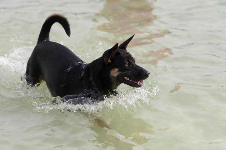 Ruby Forest, a Southeast Asian Village Dog tested with EmbarkVet.com