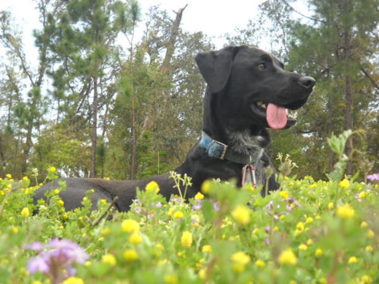 Issybelle, a Rottweiler and Labrador Retriever mix tested with EmbarkVet.com