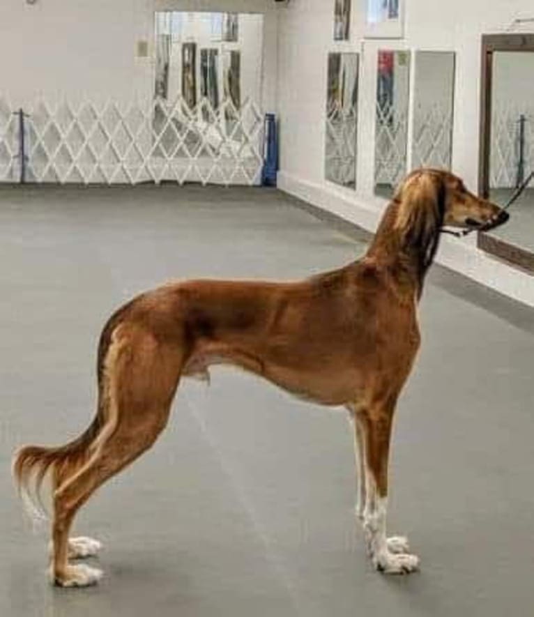 Chromie, a Saluki tested with EmbarkVet.com