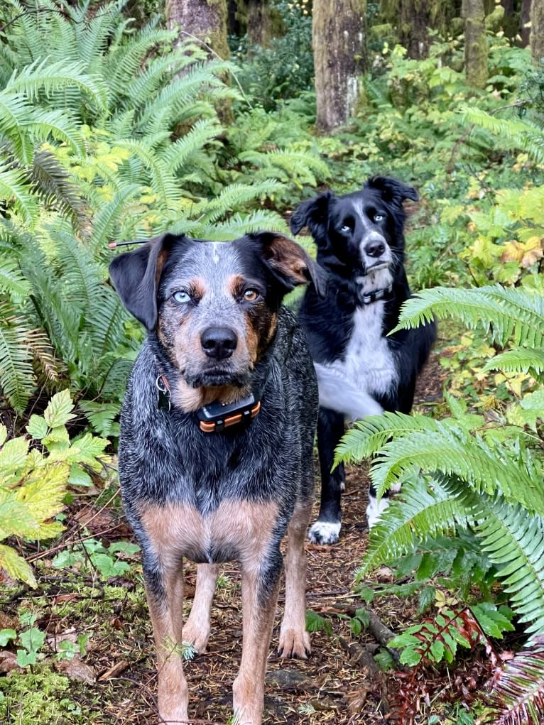 Levi, an Australian Cattle Dog and Bluetick Coonhound mix tested with EmbarkVet.com