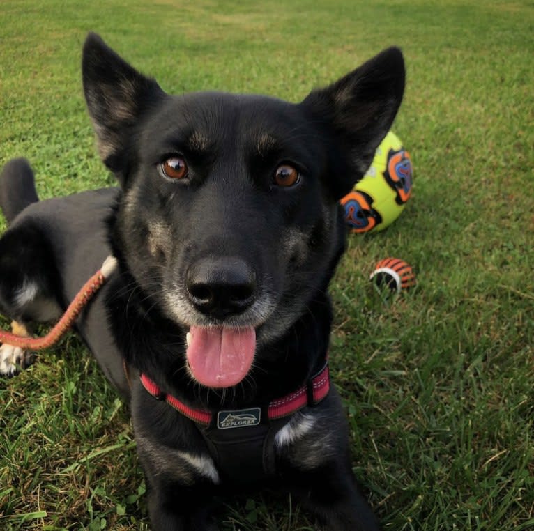 Laika, a Siberian Husky and Border Collie mix tested with EmbarkVet.com