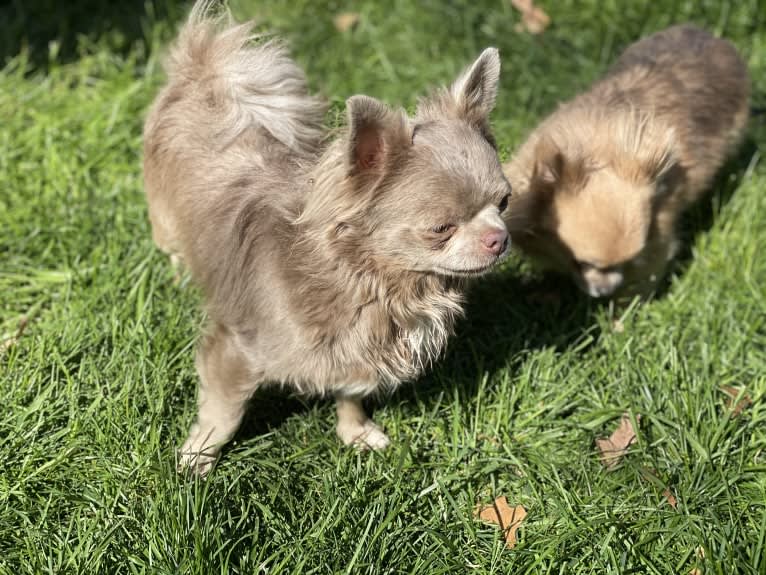 Orvi, a Chihuahua tested with EmbarkVet.com
