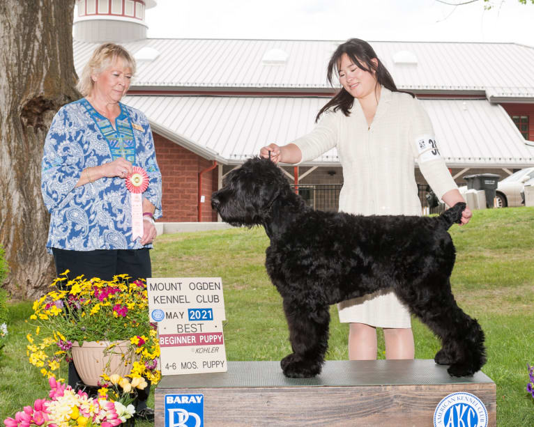 Masha, a Black Russian Terrier tested with EmbarkVet.com