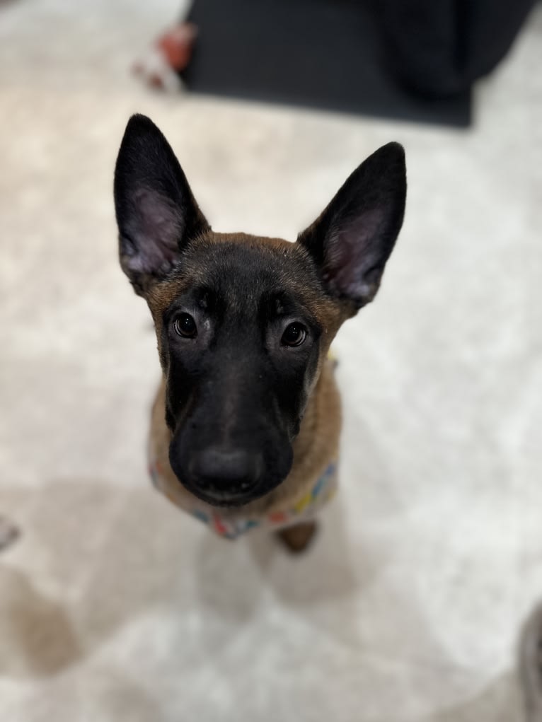 Nubi, a Belgian Malinois and German Shepherd Dog mix tested with EmbarkVet.com