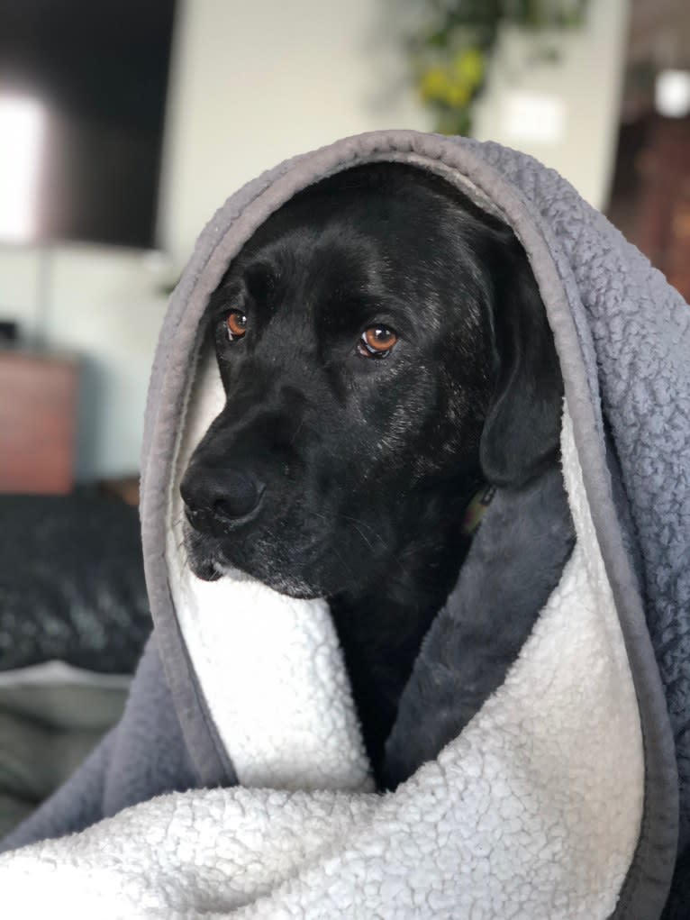 Ula, a Labrador Retriever and Saint Bernard mix tested with EmbarkVet.com