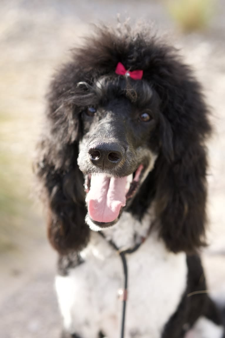 Terra, a Poodle (Standard) tested with EmbarkVet.com