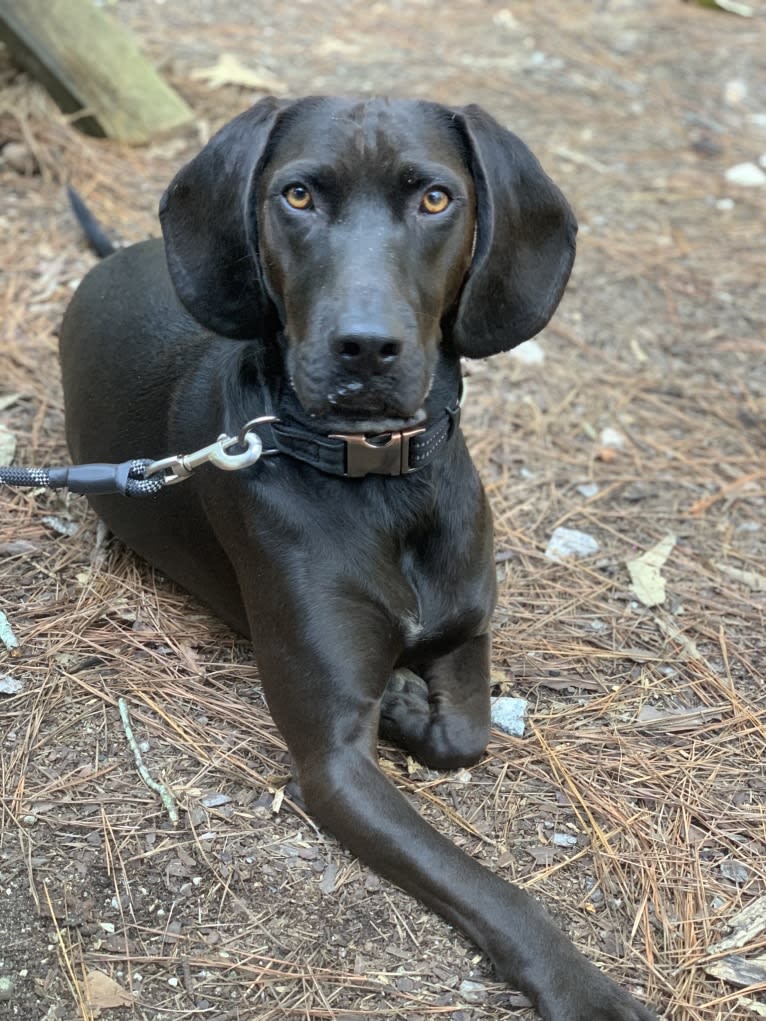 Moose, a Boykin Spaniel and Redbone Coonhound mix tested with EmbarkVet.com