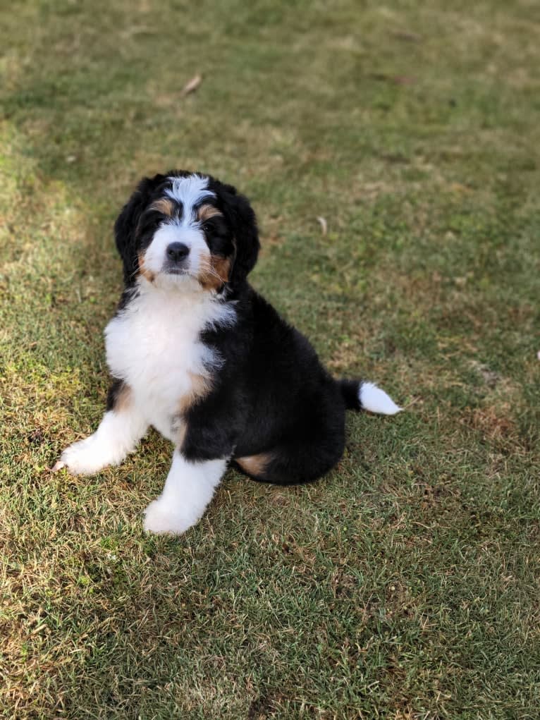 Charlie, a Bernedoodle tested with EmbarkVet.com