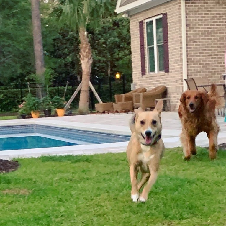 Dixie, a Rottweiler and Redbone Coonhound mix tested with EmbarkVet.com