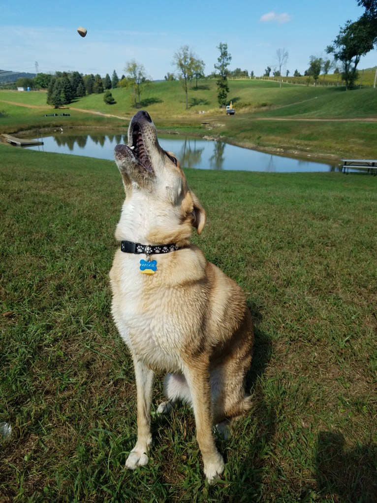 Maggie, a Labrador Retriever and German Shepherd Dog mix tested with EmbarkVet.com
