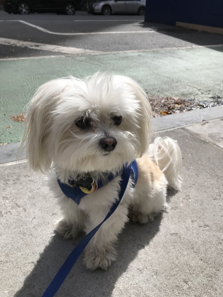 Pip, a Maltese and Shih Tzu mix tested with EmbarkVet.com