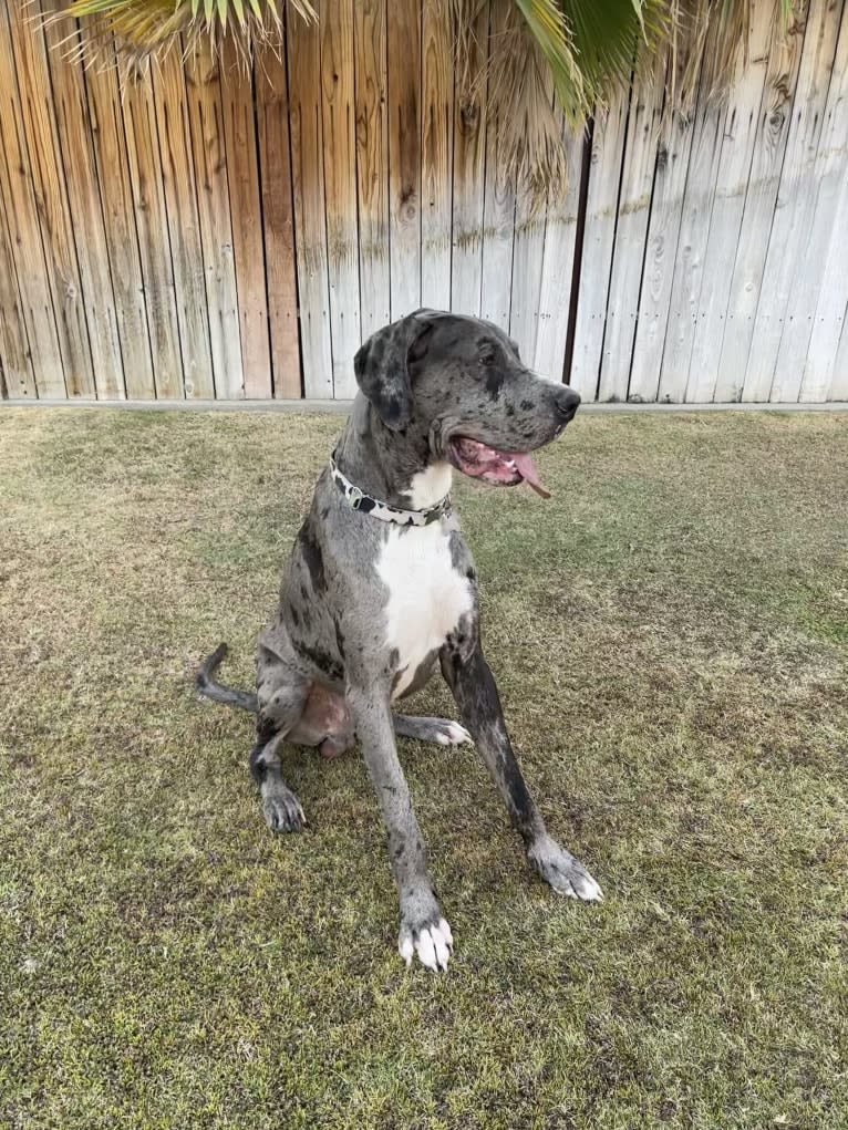 Blue, a Great Dane tested with EmbarkVet.com