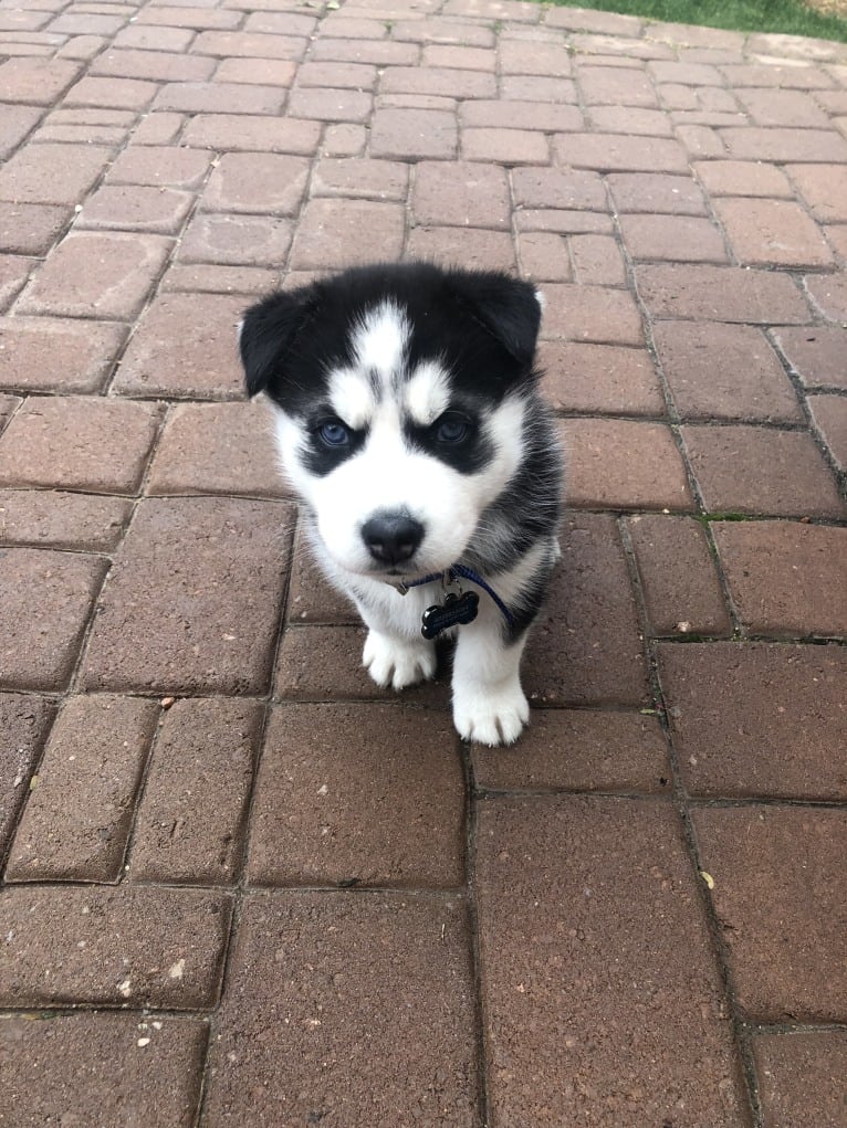 Mercury, a Siberian Husky and Alaskan Malamute mix tested with EmbarkVet.com