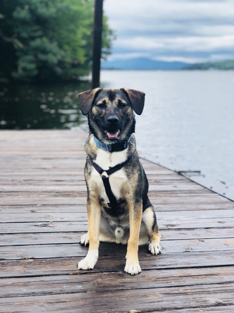 Embark Dog DNA Test Rhody gallery