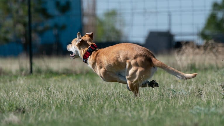 Loomy, a Carolina Dog tested with EmbarkVet.com