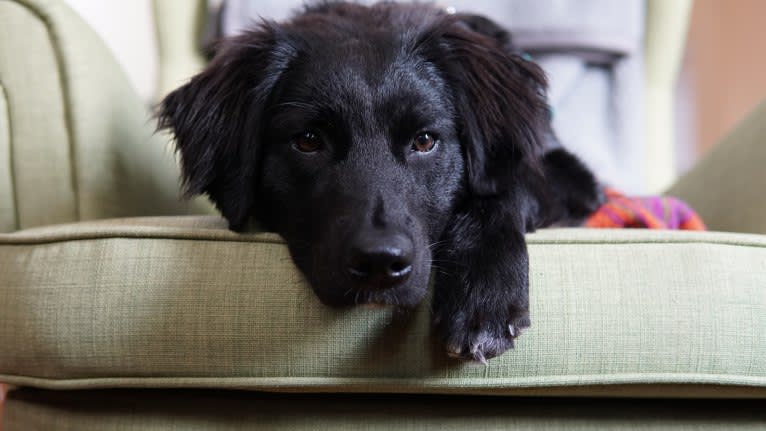 Leela, an Australian Shepherd and Labrador Retriever mix tested with EmbarkVet.com