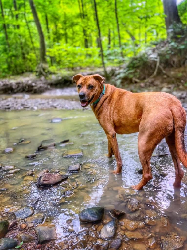 Xavi (Chavi), a Boxer and Siberian Husky mix tested with EmbarkVet.com