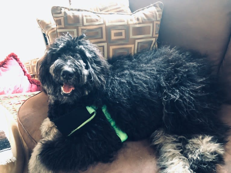 Trotsky, a Bernedoodle tested with EmbarkVet.com