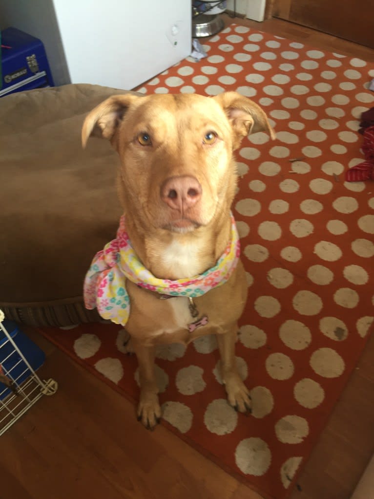 Ginger, an American Pit Bull Terrier and Labrador Retriever mix tested with EmbarkVet.com