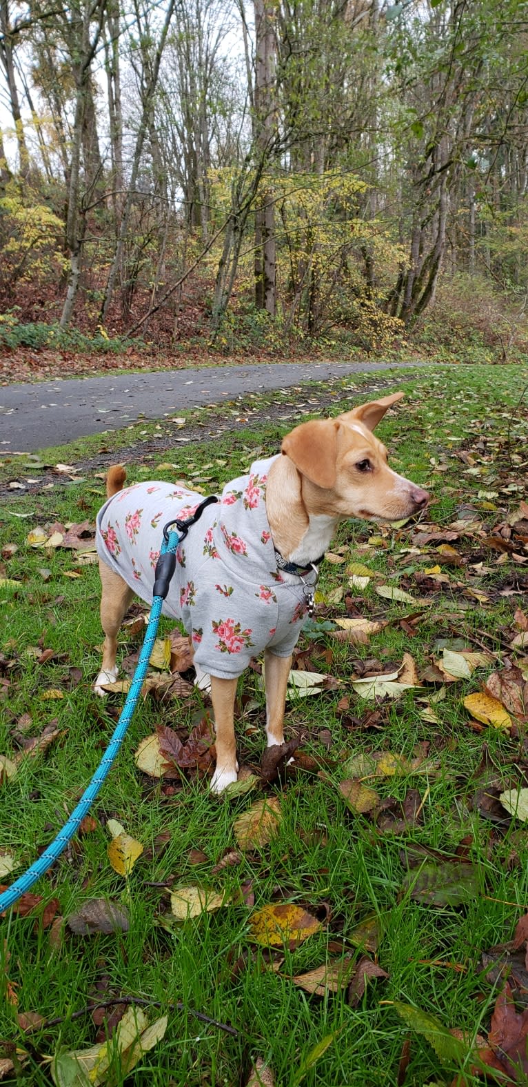 Marnie, a Chihuahua and Dachshund mix tested with EmbarkVet.com