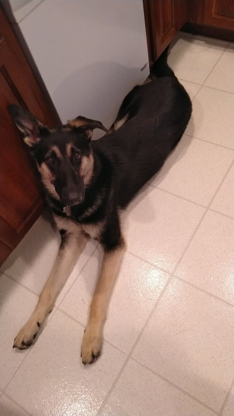 Zeus, a German Shepherd Dog tested with EmbarkVet.com