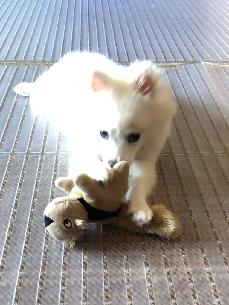 Schlott, an American Eskimo Dog tested with EmbarkVet.com