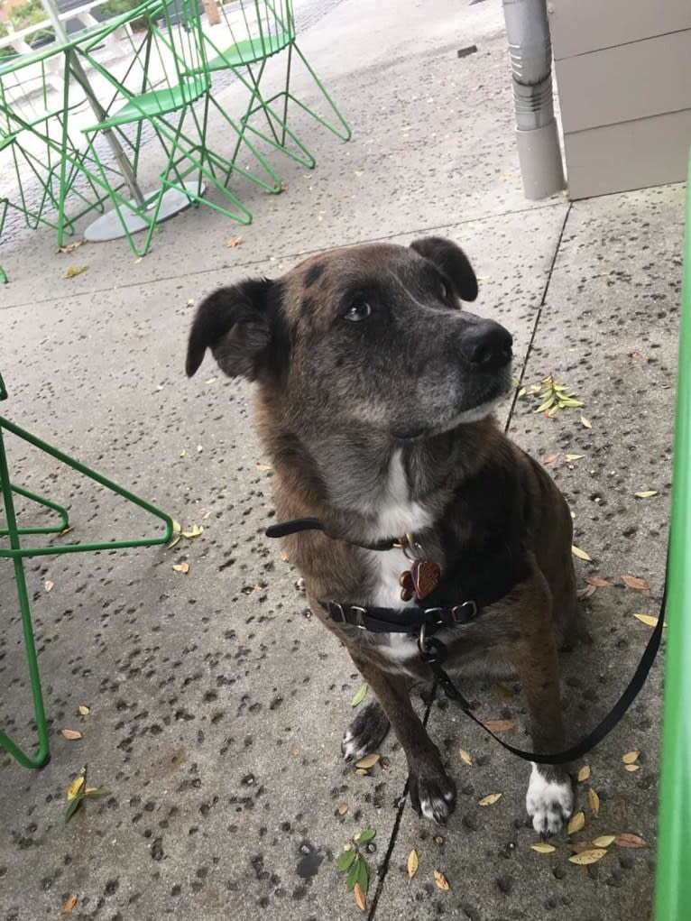 Skyye, a Catahoula Leopard Dog and Chow Chow mix tested with EmbarkVet.com