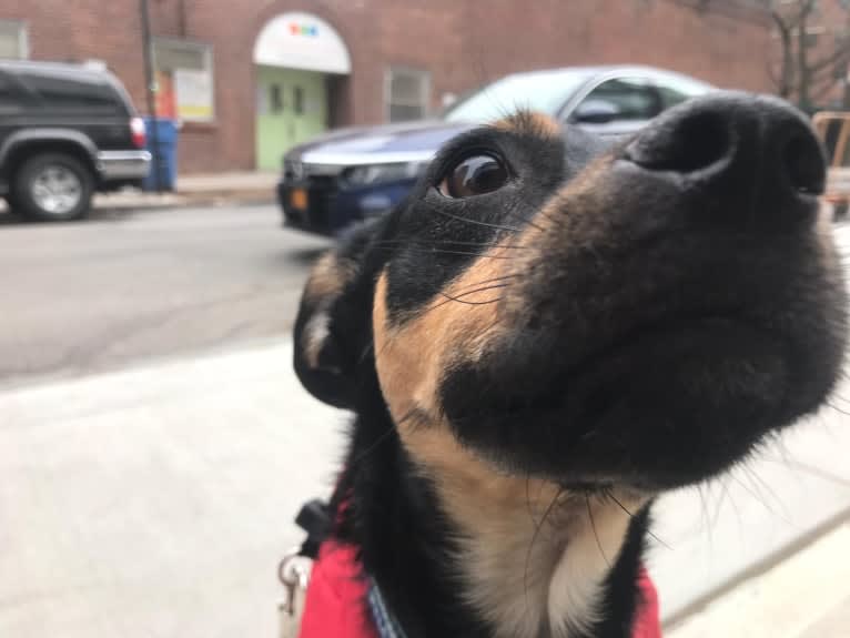 Cody, a Rat Terrier and Cocker Spaniel mix tested with EmbarkVet.com