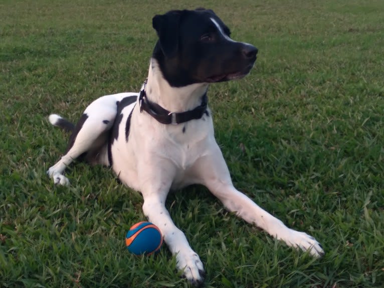 PATIENCE, a Labrador Retriever and American Pit Bull Terrier mix tested with EmbarkVet.com