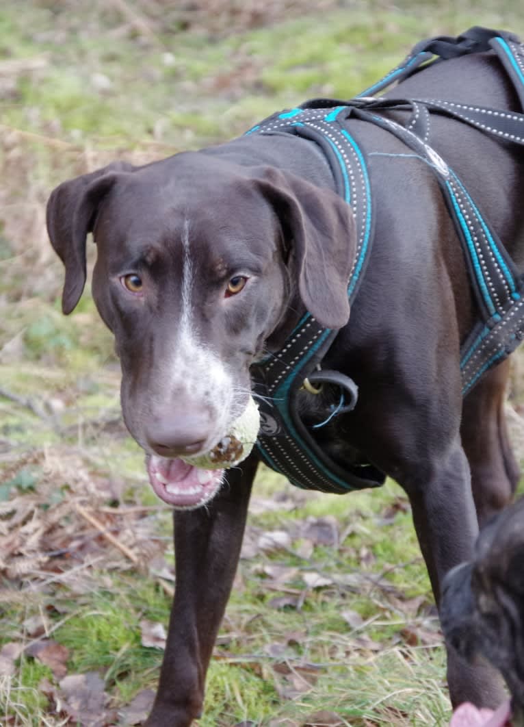 Byker, a Dalmatian and Doberman Pinscher mix tested with EmbarkVet.com