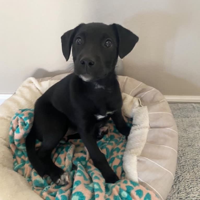 Asher 🐾, an American Pit Bull Terrier and American Eskimo Dog mix tested with EmbarkVet.com