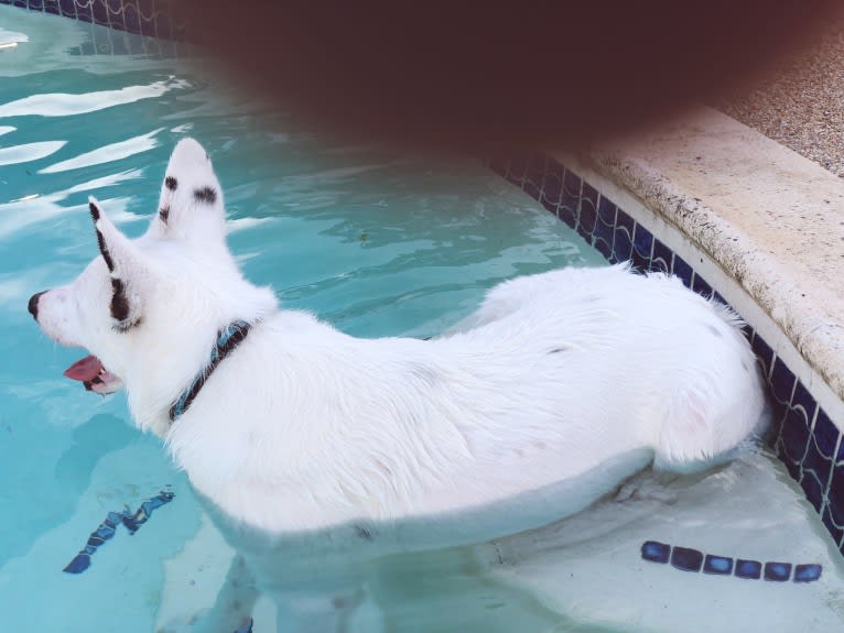 Finn, an Australian Cattle Dog and Australian Shepherd mix tested with EmbarkVet.com